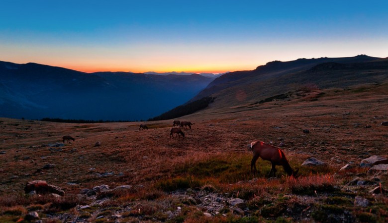 sunset-elk-rocky-mountain-national-park-L