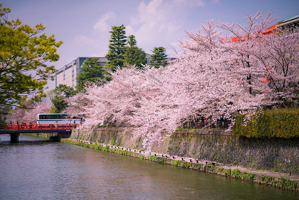 1 Day Kyoto Cherry Blossom Walking Itinerary Travel Caffeine 1 Day Kyoto Cherry Blossom Walking Itinerary Travel Caffeine