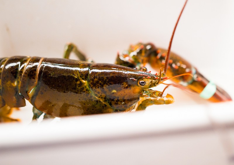 thurstons-lobster-pound-bass-harbor-maine0855