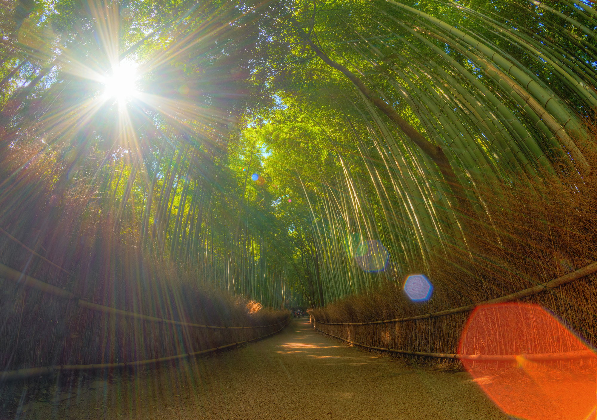 Ray℃ 木ノ葉 Arashiyama Bamboo Grove Photos & Tips - Travel Caffeine