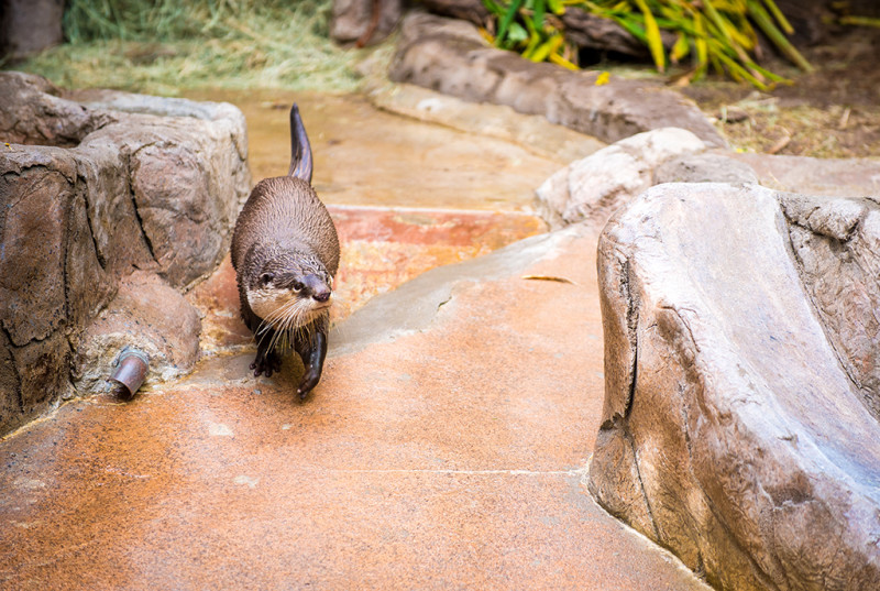 san-diego-zoo-california-616
