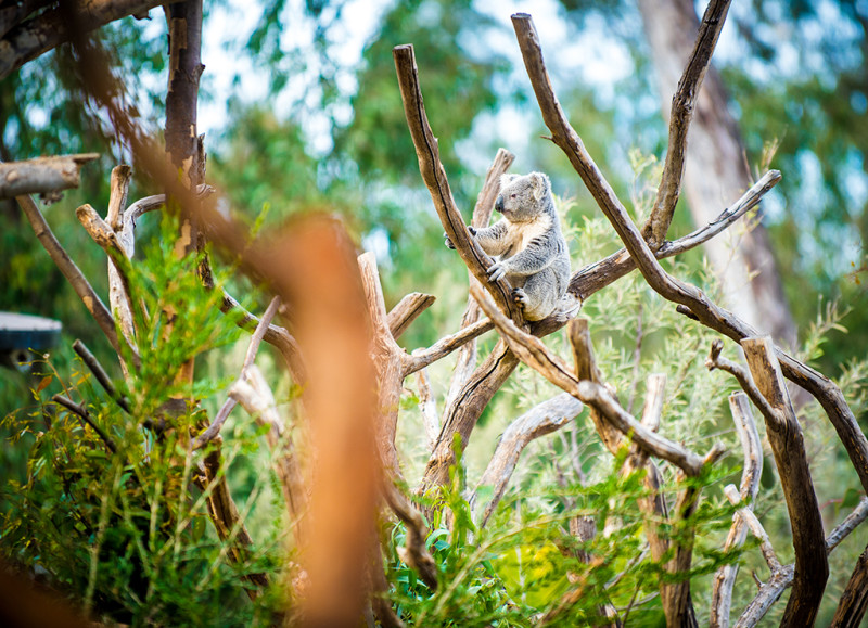 san-diego-zoo-california-623