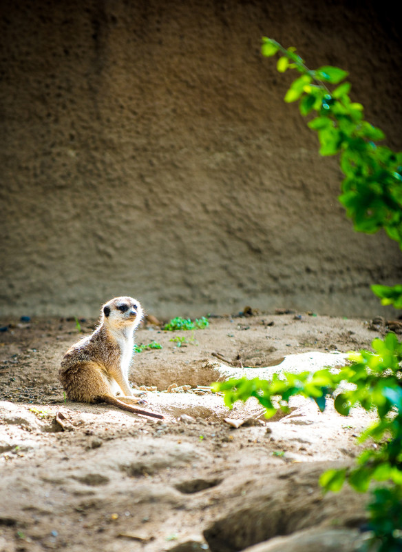 san-diego-zoo-california-627