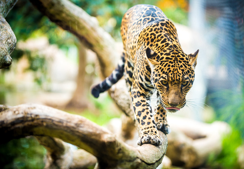 san-diego-zoo-california-630