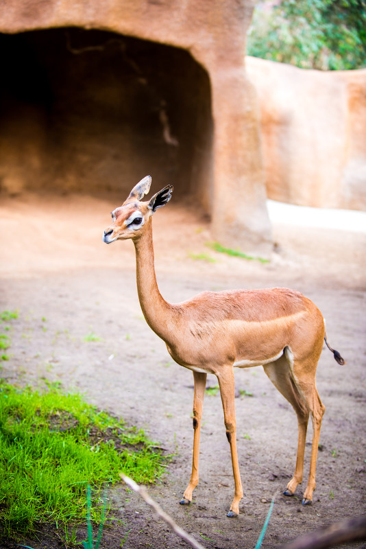 san-diego-zoo-california-632