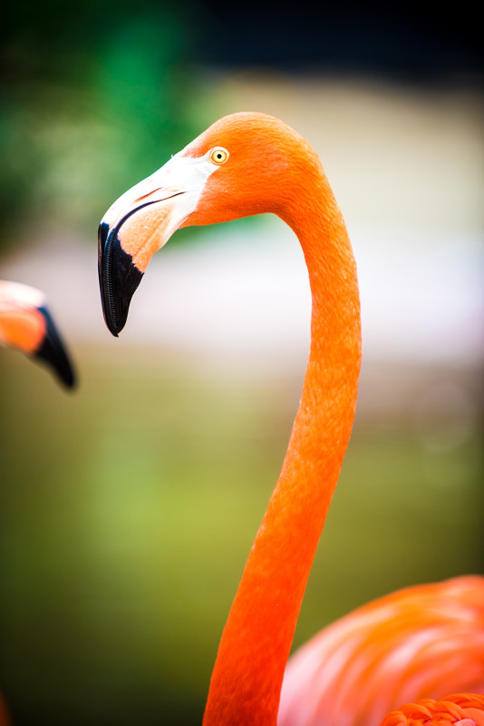 san-diego-zoo-california-636