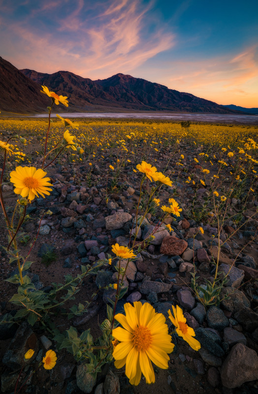 super-bloom-sunset-death-valley-national-park-flowers