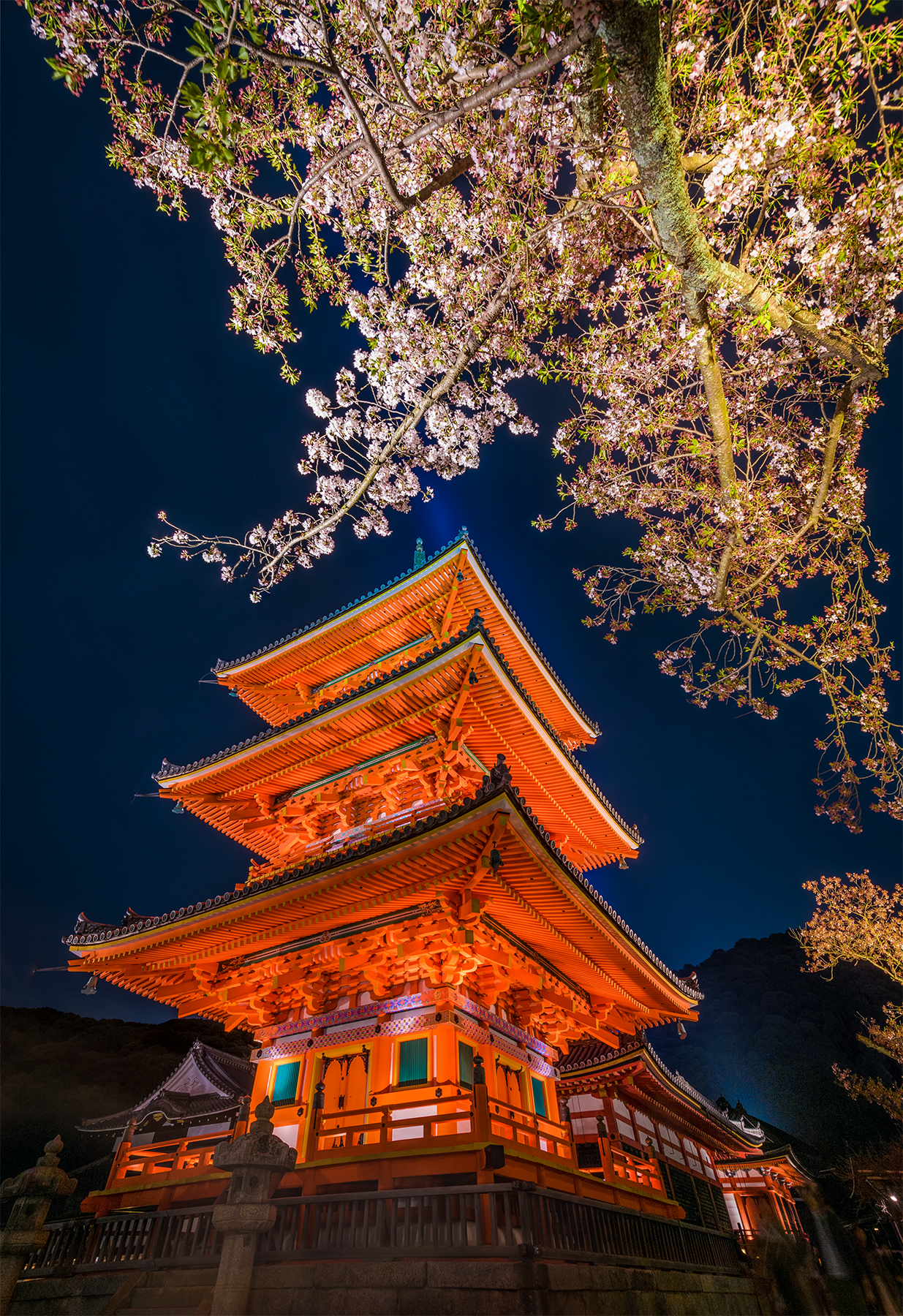 Cherry Blossom Night Lighting At Kiyomizudera Temple Travel Caffeine