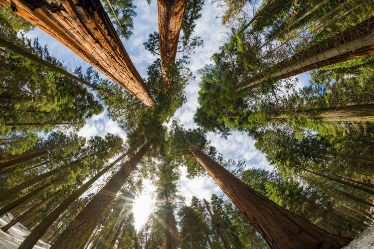 sequoia-national-park-trees-upward-sunburst-fisheye