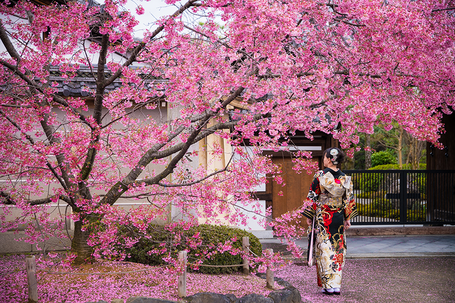 Kyoto Cherry Blossom Guide Sakura Viewing Tips Travel Caffeine Kyoto Cherry Blossom Guide Sakura Viewing Tips Travel Caffeine