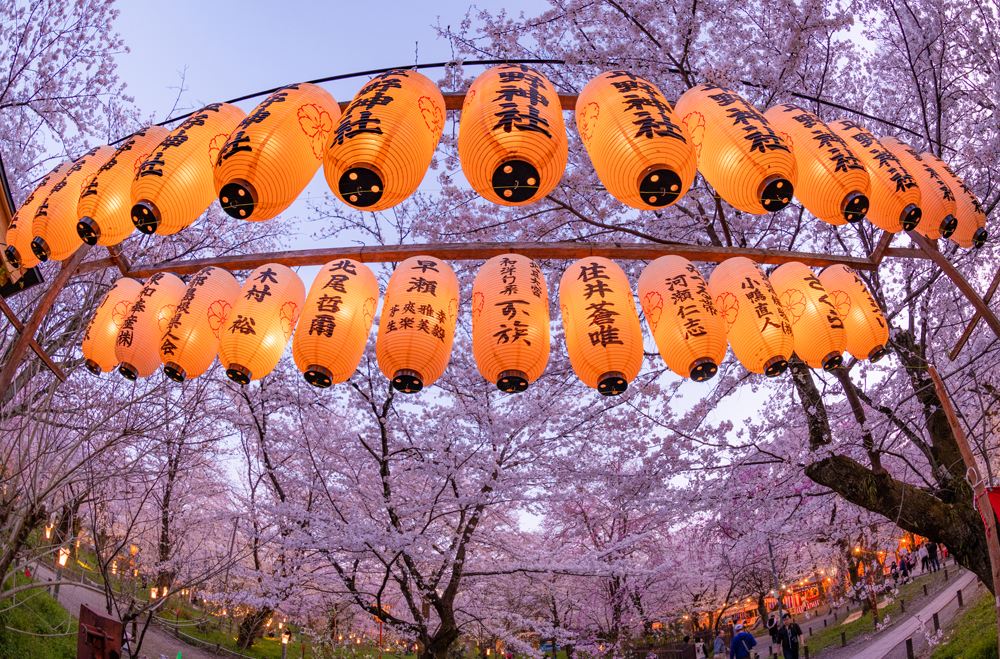 2 Day Kyoto Japan Cherry Blossom Itinerary Travel Caffeine,How To Update Your House On Zillow